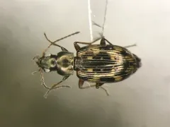 Bembidion castor thumbnail 1