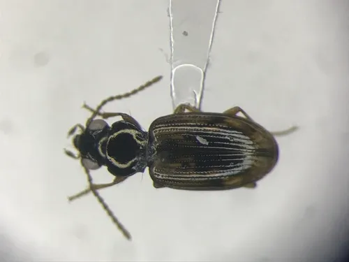 Bembidion impotens