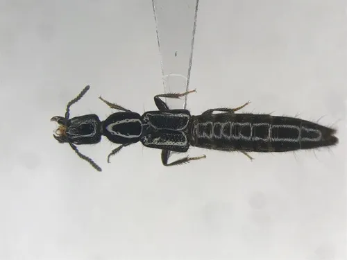 Broken-horned Rove Beetle