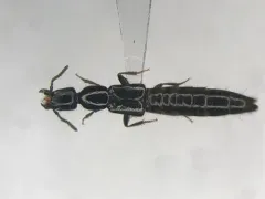 Broken-horned Rove Beetle thumbnail 1