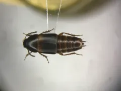 Tachinus memnonius thumbnail 1