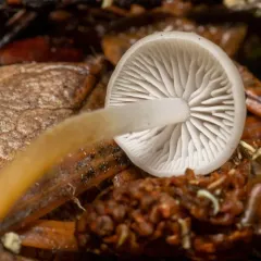 Strobilurus lignitilis thumbnail 2