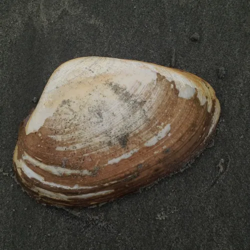 West Atlantic Surfclam