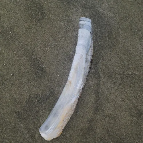 Atlantic Jackknife