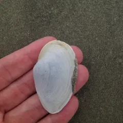 Soft-shelled Clam thumbnail 2