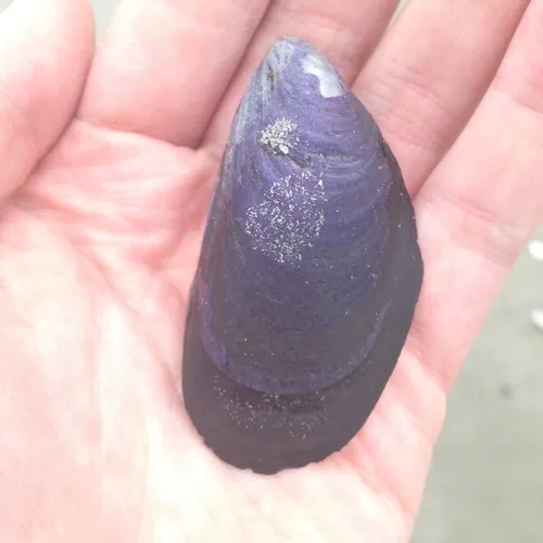Blue Mussel