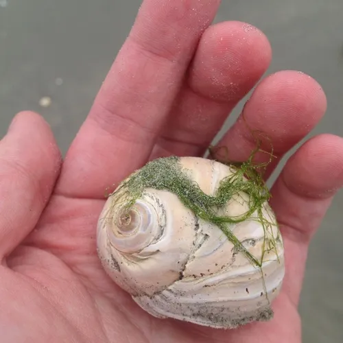 Northern Moonsnail
