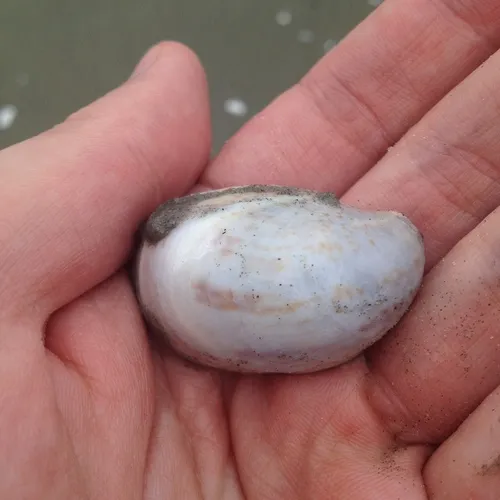Common Atlantic Slippersnail