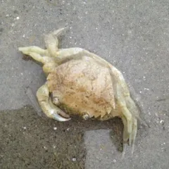 European Green Crab thumbnail 2