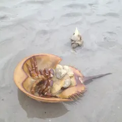 Atlantic Horseshoe Crab thumbnail 1