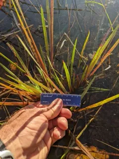 Small's yellow-eyed grass thumbnail 2