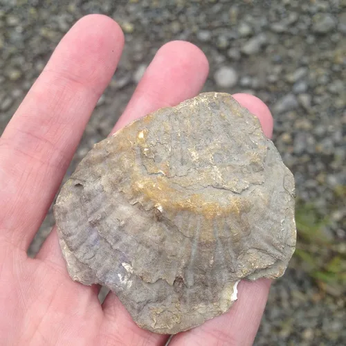European Flat Oyster