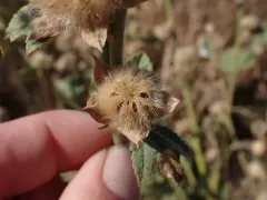 Baker's globe mallow thumbnail 3