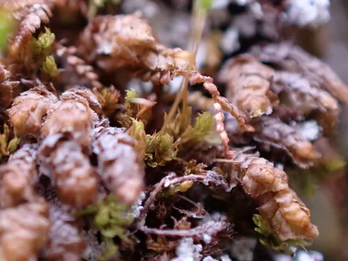 Zygodon reinwardtii