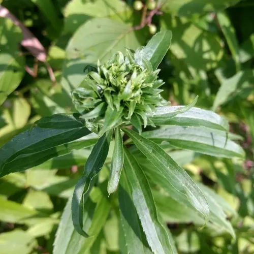 Goldenrod Bunch Gall Midge