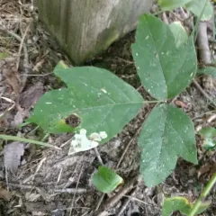 Poison Ivy Leaf-miner Moth thumbnail 2