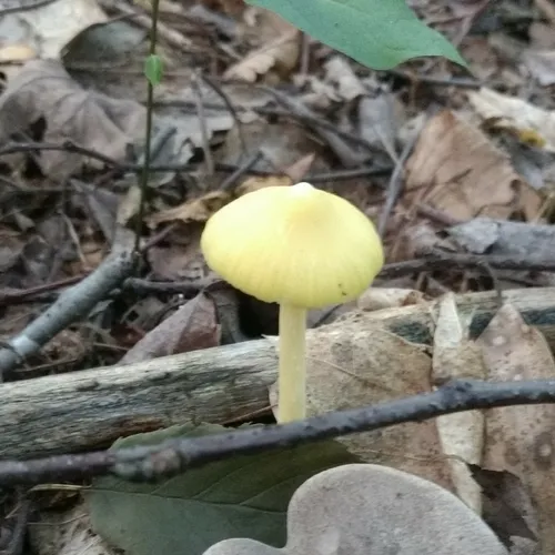 Yellow Unicorn Entoloma