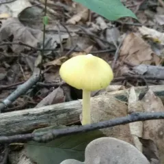 Yellow Unicorn Entoloma thumbnail 1