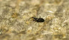 Temnostethus gracilis thumbnail 2