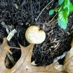 common earthball thumbnail 1
