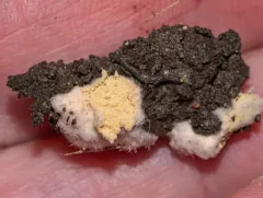 Peat Mould thumbnail 2
