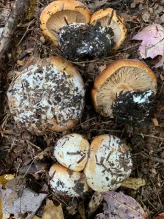 Calonarius pseudoglaucopus thumbnail 2