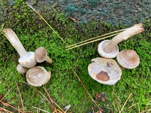 Sallow Poisonpie