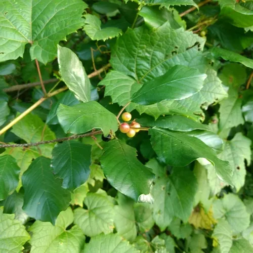 alder buckthorn