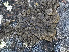 Chocolate Rim Lichen thumbnail 2