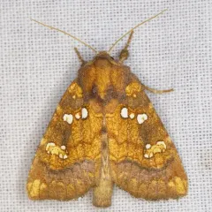 Mayapple Borer Moth thumbnail 2