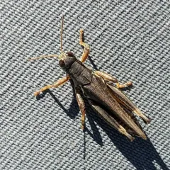 Bruner's Spur-throat Grasshopper thumbnail 3