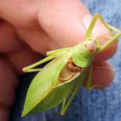 Common True Katydid thumbnail 4