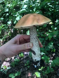 Leccinum boreale thumbnail 2