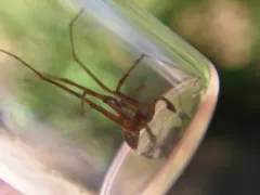 Philodromus oneida thumbnail 2
