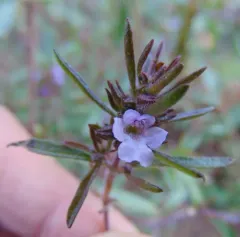 Summer Savory thumbnail 2