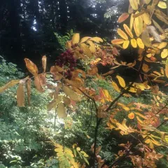 Sitka Mountain-Ash thumbnail 3