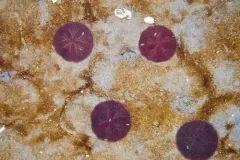 Eastern Sandtick thumbnail 4