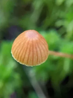 Moss Bell thumbnail 2