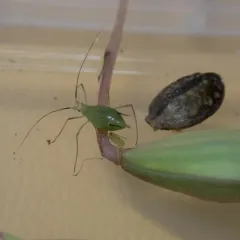 Green Jewelweed Aphid thumbnail 2