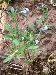 small phacelia thumbnail 2