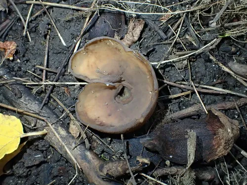 toad's ear