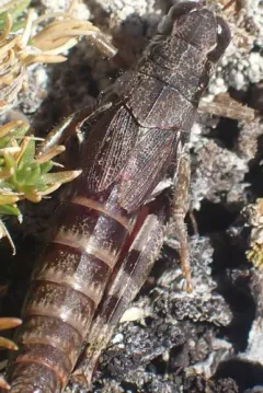 Melanoplus molothrus thumbnail 1