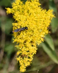 Podalonia violaceipennis thumbnail 2