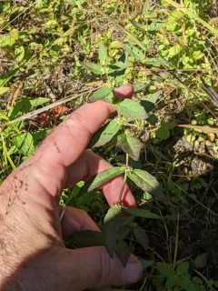 clasping water horehound thumbnail 2