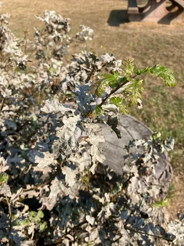 Live Oak Witches' Broom Fungus
