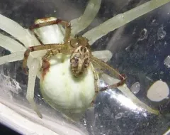 Mecaphesa sierrensis thumbnail 3