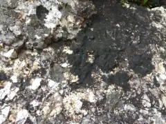 Scaly Ink Lichen thumbnail 3