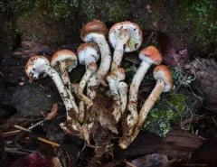 conifer scalycap thumbnail 4