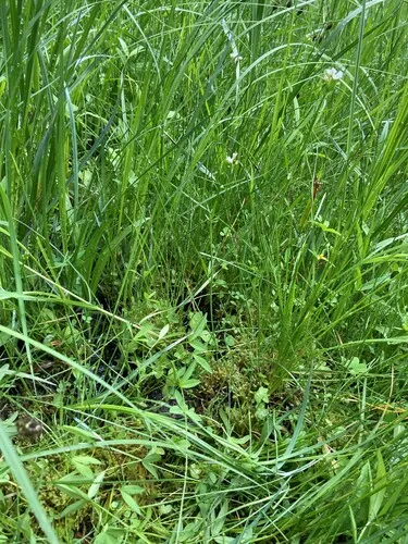 Holmgren's Bittercress