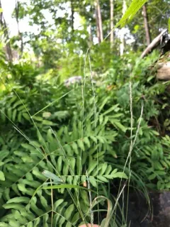 Woodland Muhly thumbnail 2